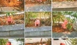 南阳花坛爆料案件最新,真相大白，疑云散去